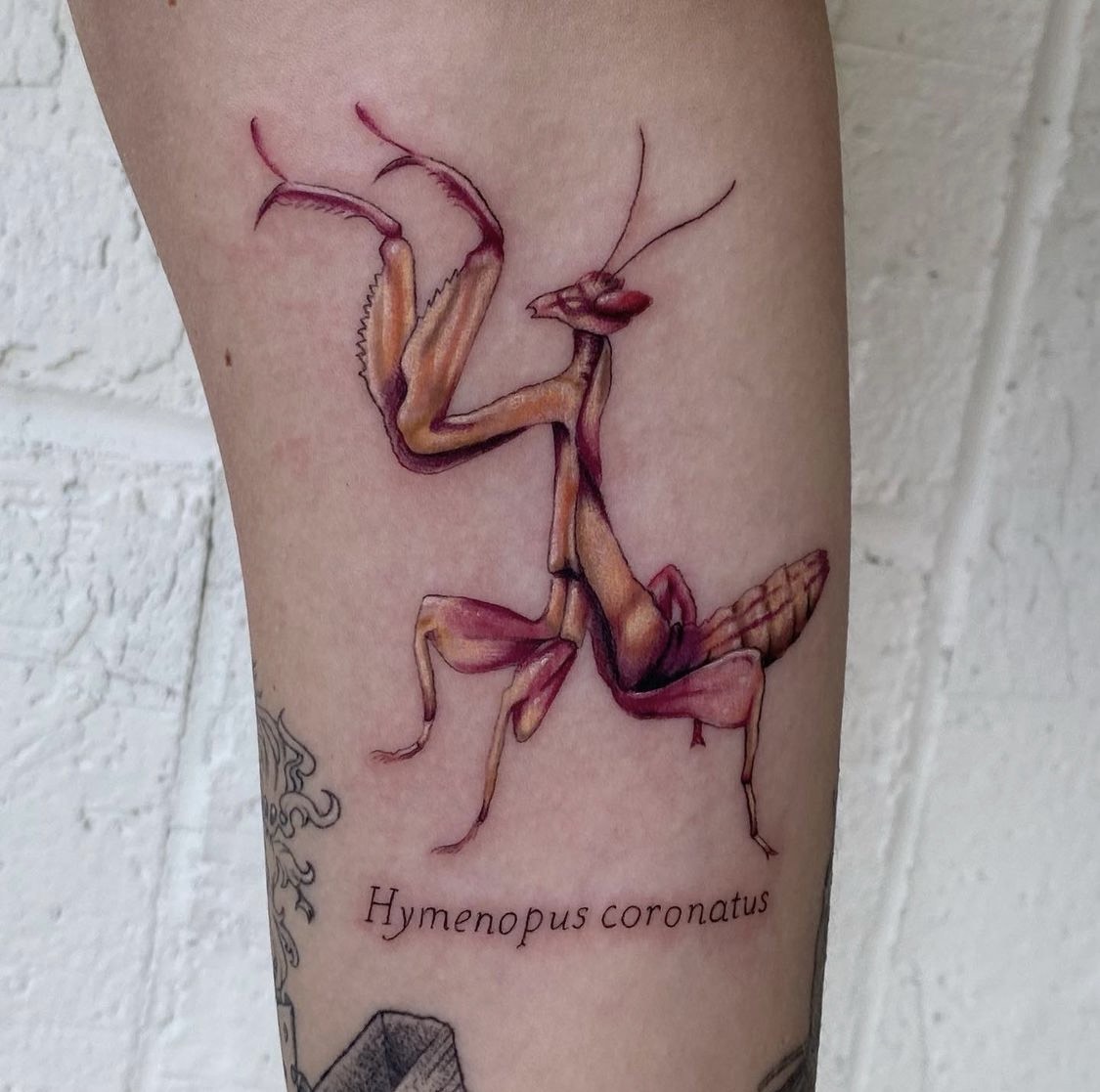 Sacred Mandala Studio tattoo artist - Sarah Cherney - full color tattoo of a preying mantis, Hymenopus coronatus.